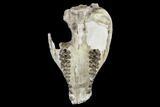 Oreodont (Merycoidodon) Partial Skull - Wyoming #113033-7